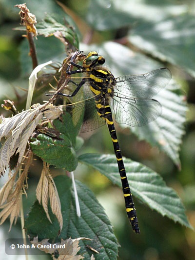 J15_3063 Cordulegaster boltonii male.JPG